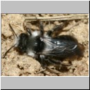 Andrena cineraria - Sandbiene w04b mit Stylops.jpg